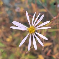 Aster (Symphyotrichum) turbinellum
